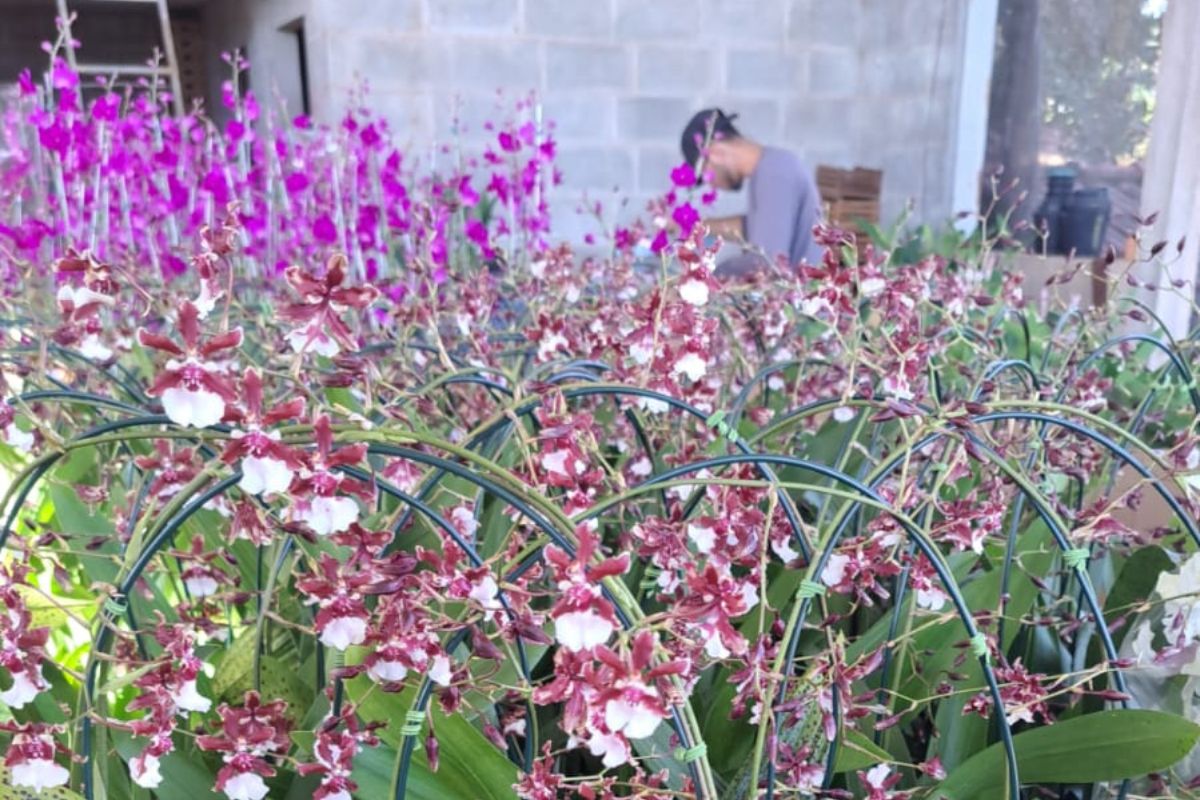 Orquidário Minas Brasil, como produtor, oferecerá orquídeas adultas sem flores a preços acessíveis, a partir de R$ 15