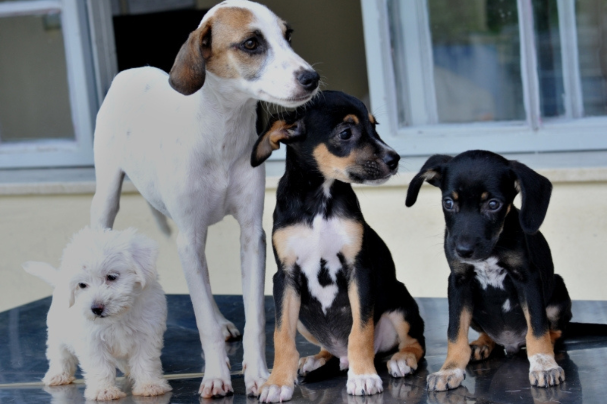 Vinte animais, entre cães e gatos, adultos e filhotes, estarão disponíveis