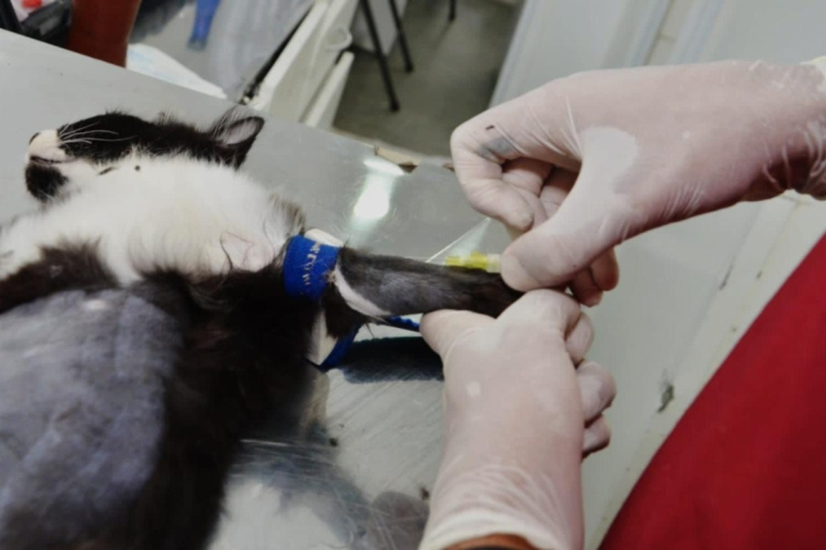 Previsão é que até 120 castrações gratuitas sejam feitas por dia, contemplando tutores de cães e gatos de todo o município