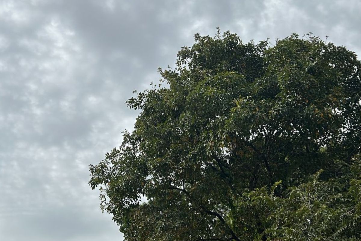 Céu está previsto para permanecer com poucas nuvens ao longo do dia