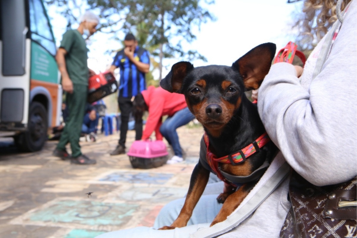 Desta vez, estarão disponíveis dez cães e dois gatos, incluindo três cães com deficiência, que aguardam famílias dispostas a acolhê-los com amor e cuidado