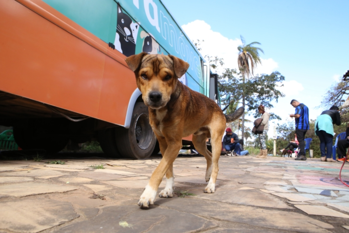 Castração é feita em cães e gatos com idades entre 6 meses e 7 anos