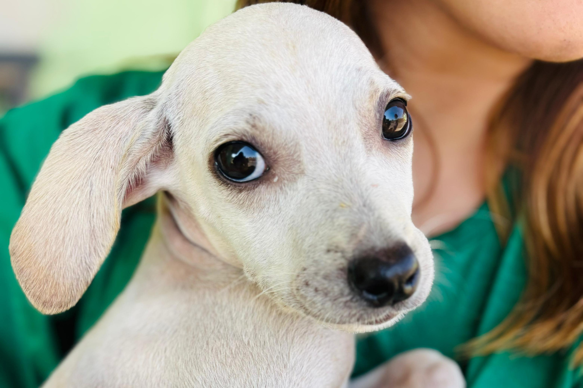 Animais já foram vermifugados, vacinados e microchipados