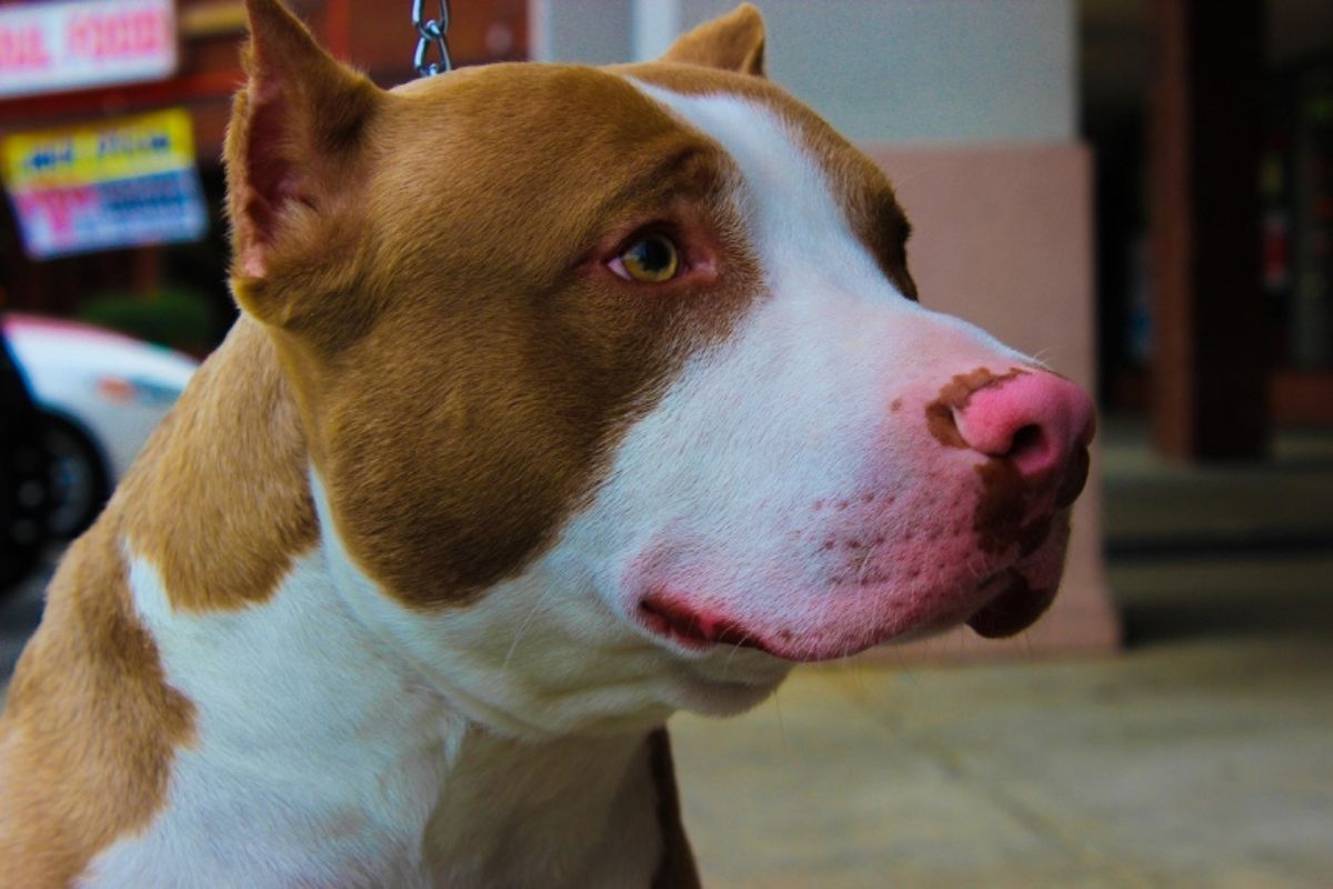 Nove cães da raça estarão disponíveis para adoção