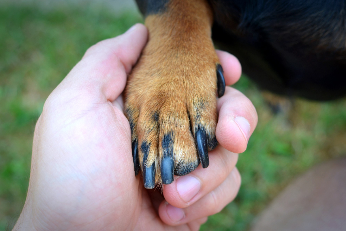 Animais irão vermifugados, vacinados e microchipados