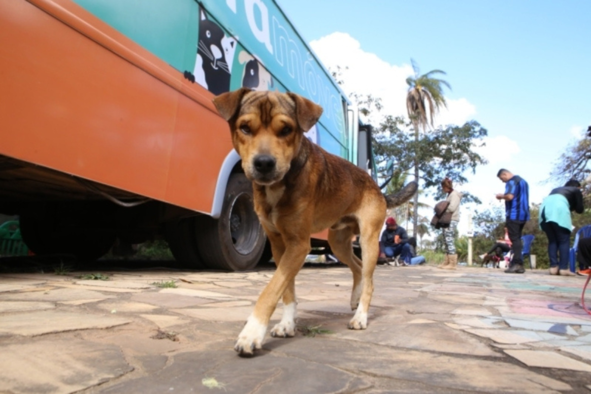 Procedimentos cirúrgicos serão feitos no Castramóvel da Vale