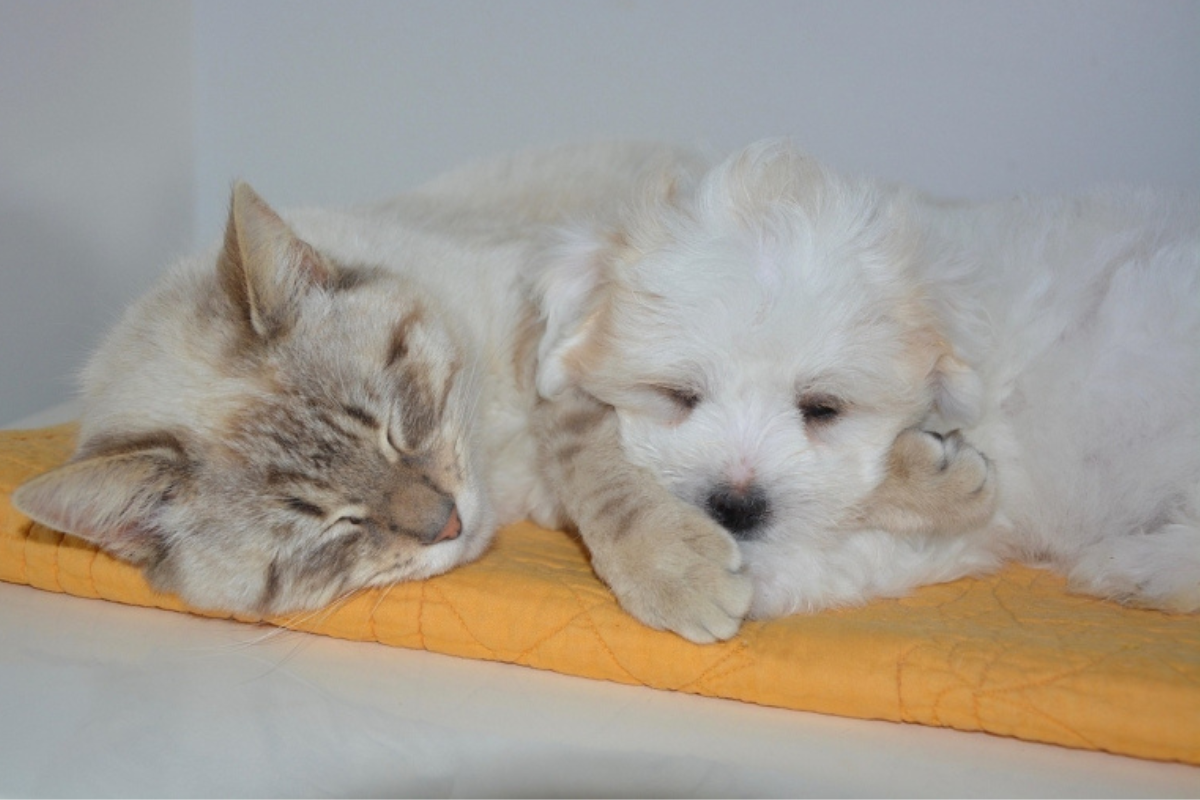 Todos os bichinhos disponíveis para adoção já passaram por vermifugação, vacinação e microchipagem