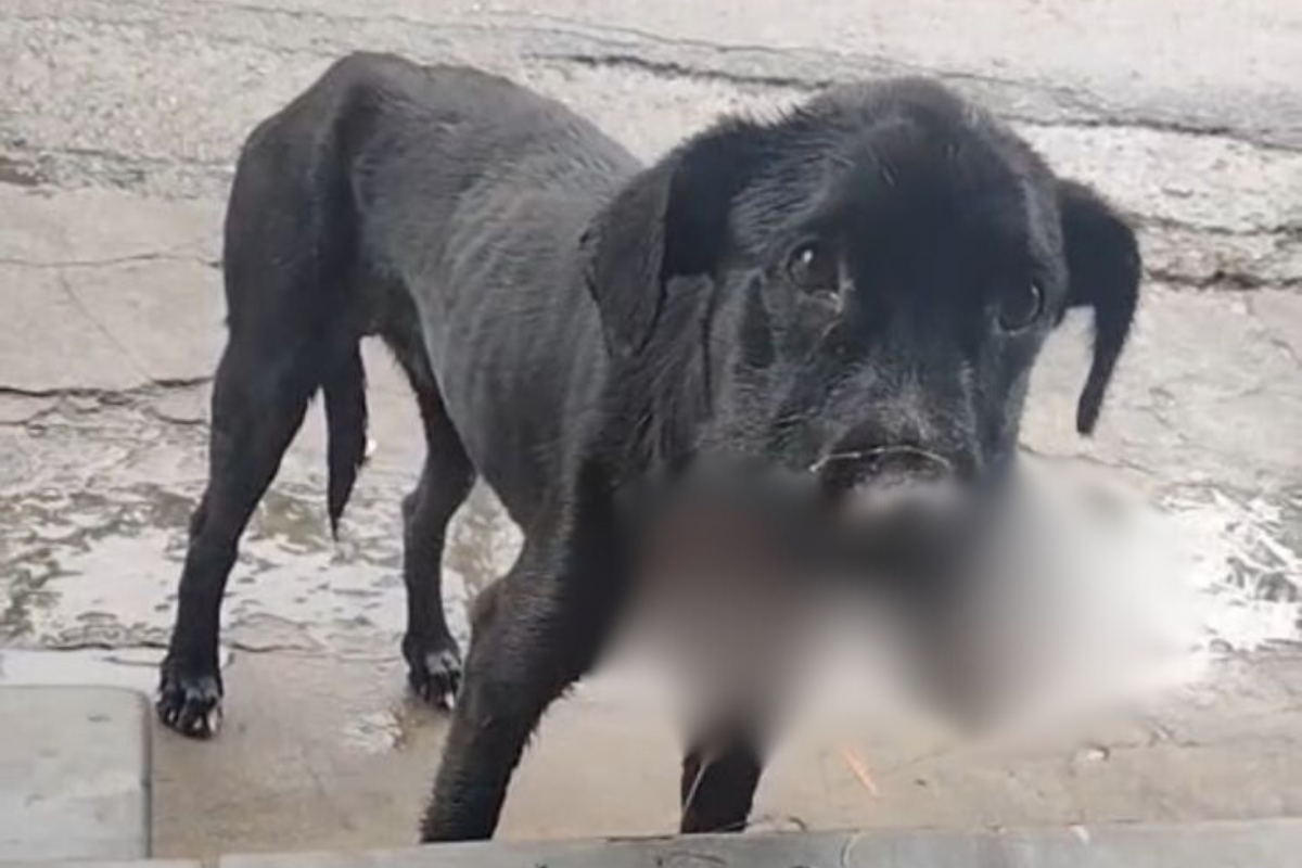 Ainda não há informações sobre como o animal se feriu