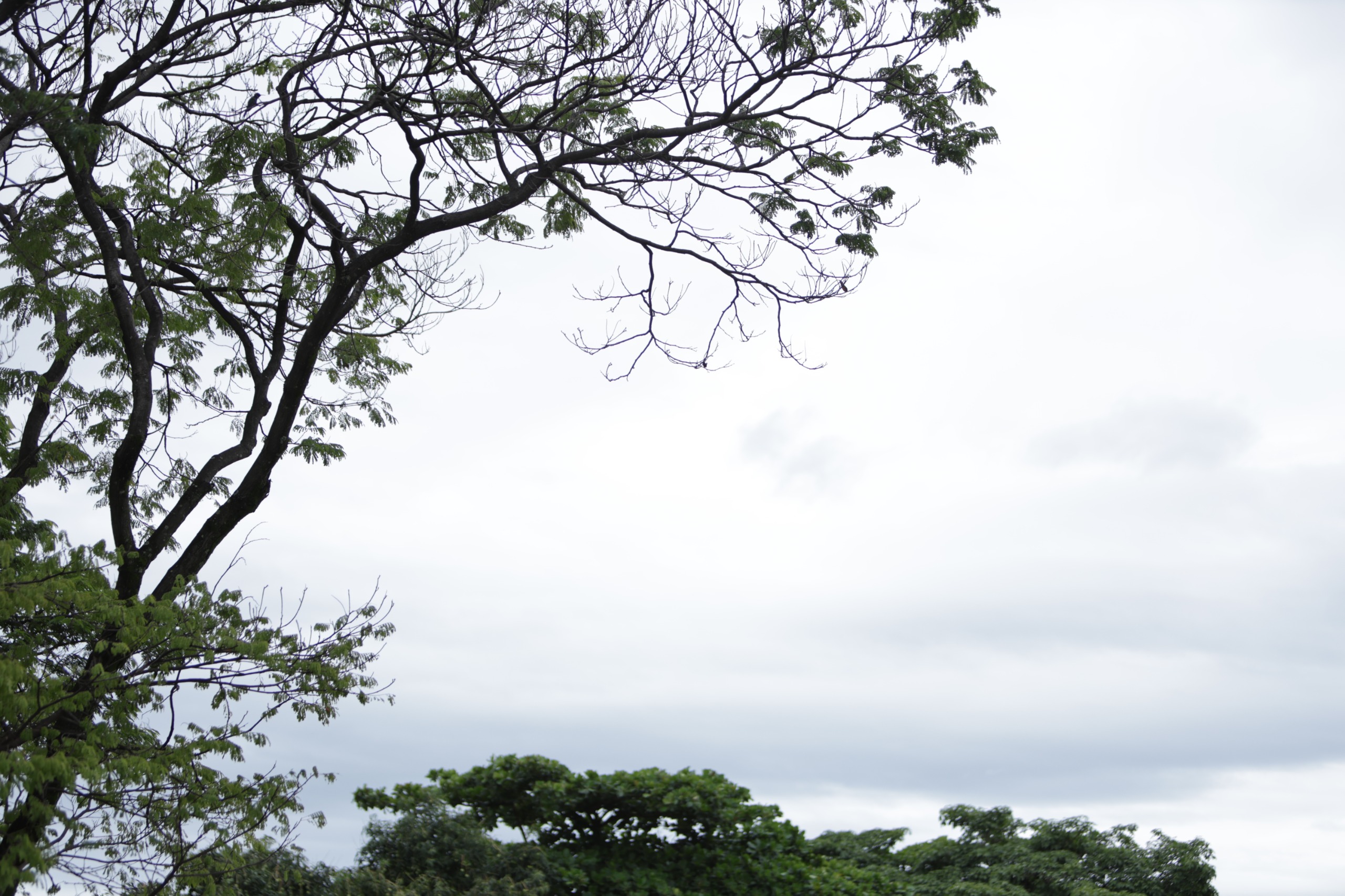 Tendência é de céu encoberto e pancadas com trovoadas isoladas na cidade nos próximos dias
