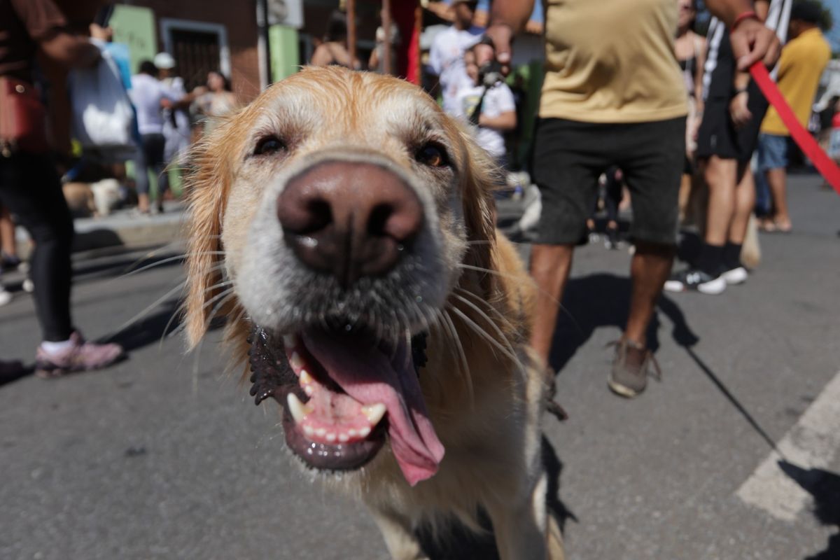 Percurso curto pelo bairro contava com pontos de água para os animais, garantindo o bem-estar deles