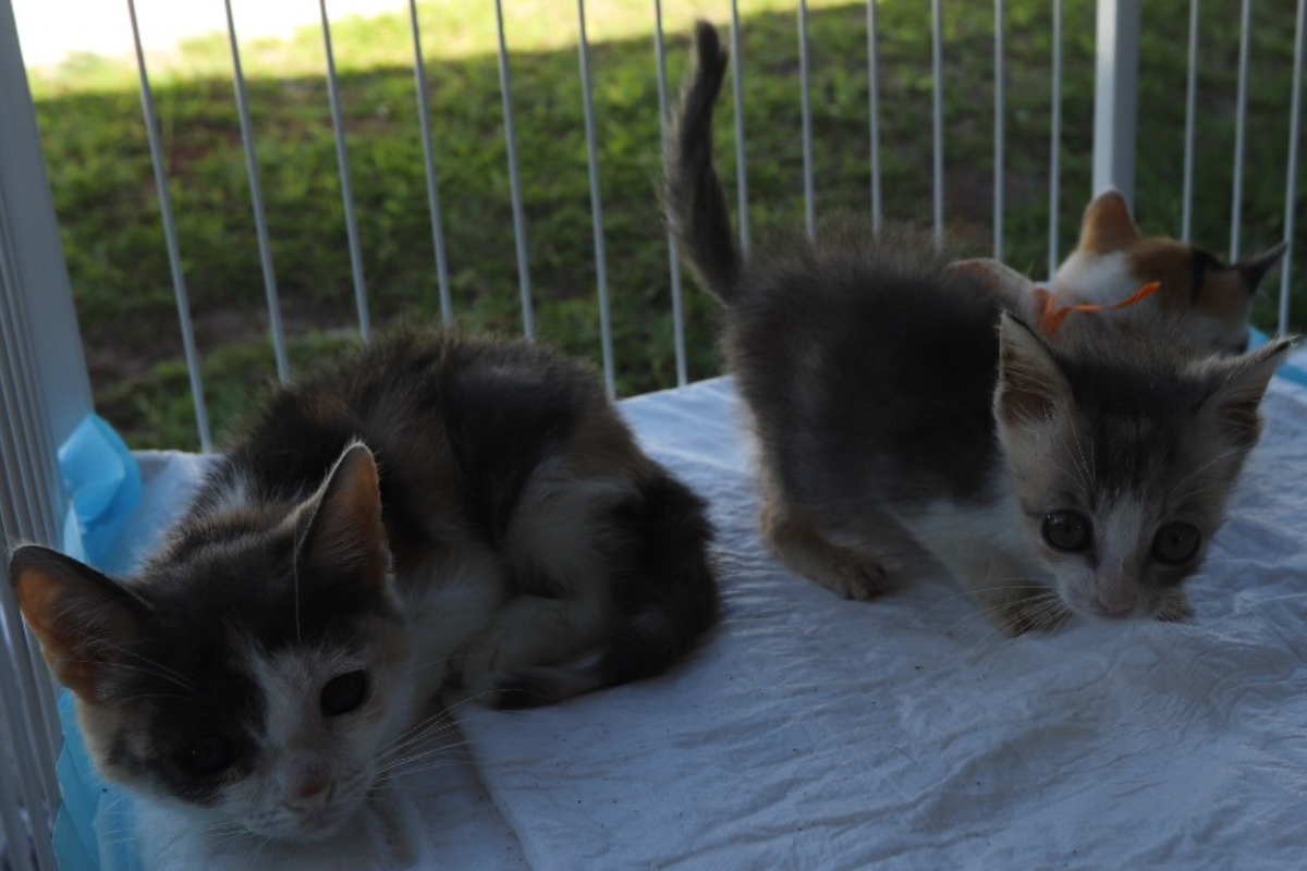 Novos tutores devem oferecer alimentação adequada, ambiente protegido e acompanhamento veterinário para os felinos