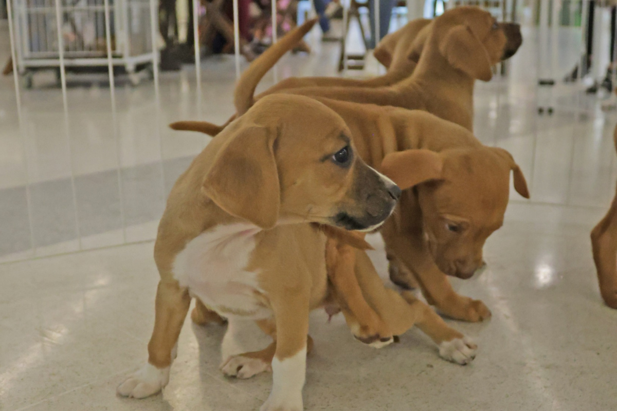 Pets adultos já estão castrados, vacinados e vermifugados; os filhotes são doados com a castração garantida para quando atingirem a idade adequada 