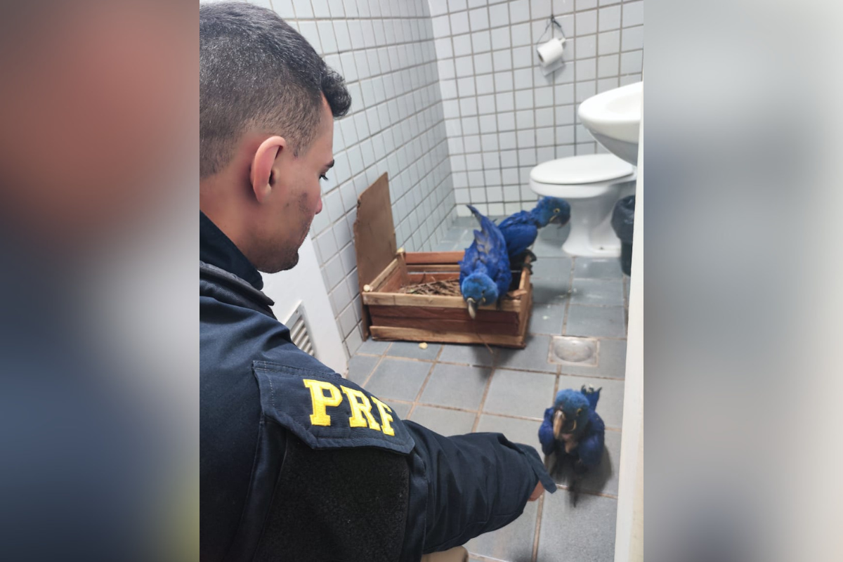Aves foram encaminhadas para o Ibama, em Belo Horizonte