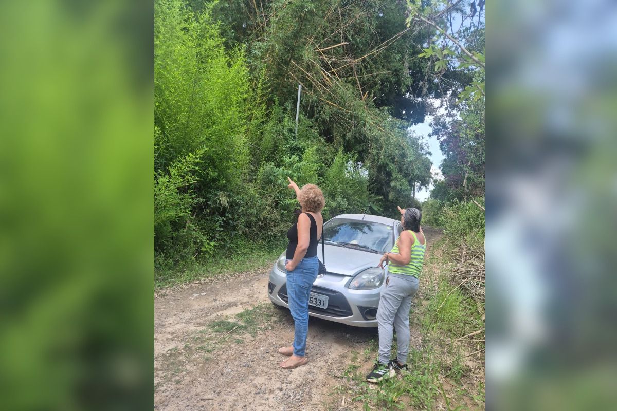Funcionários da Cemig teriam informado aos moradores que um bambuzal próximo à rede elétrica seria a possível causa das interrupções