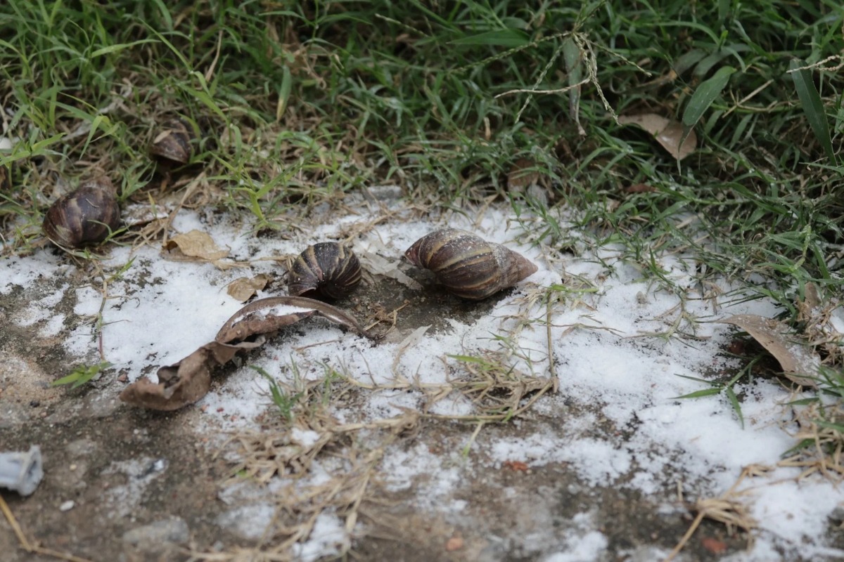 Surgimento dos caramujos-gigantes-africanos é recorrente em períodos de chuva há pelo menos três anos
