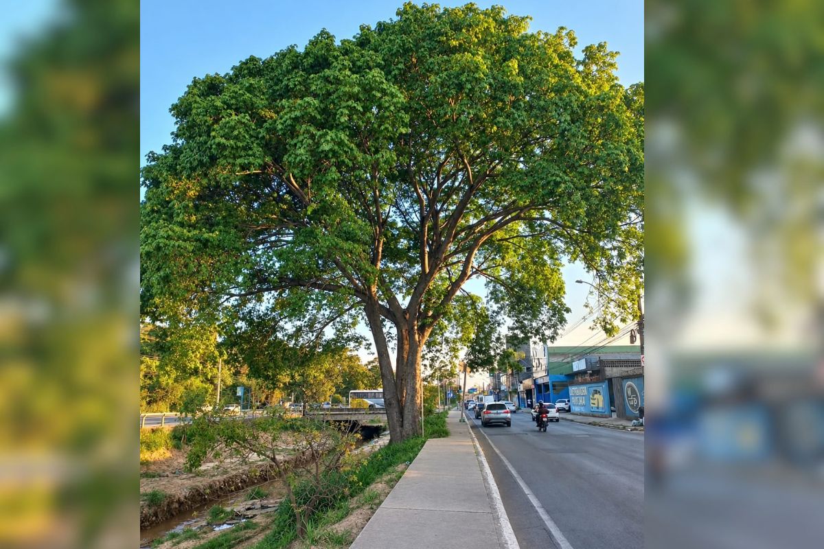 Liliane Linhares de Oliveira, moradora do bairro Bom Retiro, ficou em primeiro lugar ao fazer o registro de uma árvore na avenida Edmeia Matos Lazzarotti