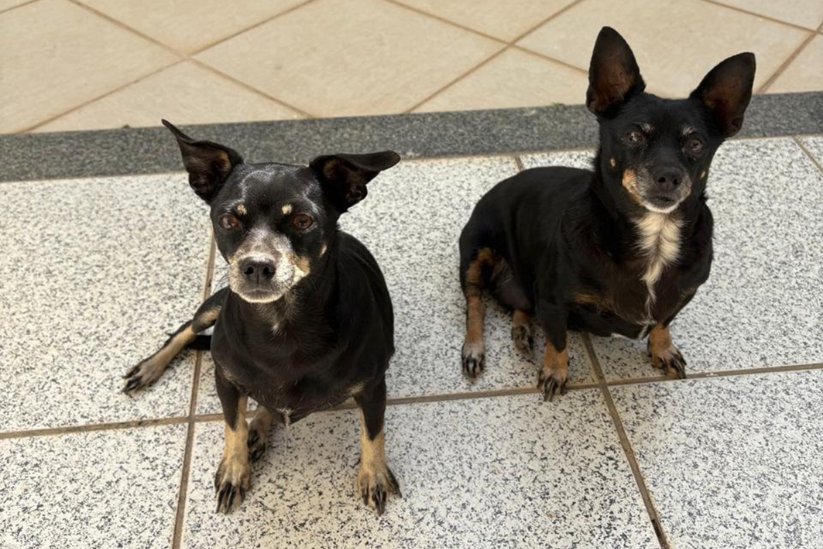Nina (à esquerda), a filha, de 9 anos, e Mel (à direita), a mãe, de 12 anos