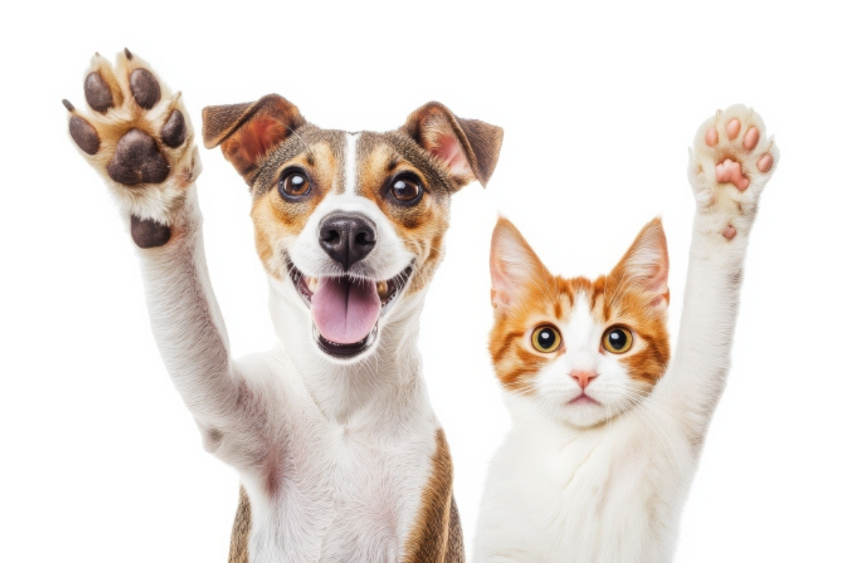 A castração animal previne uma série de doenças