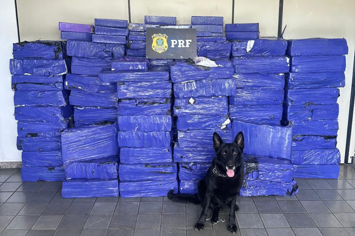 Operação da Polícia Rodoviária Federal contou com o apoio do cão Scoot, da Rondas Ostensivas com Cães, do Grupo Especializado em Recobrimento, da Polícia Militar