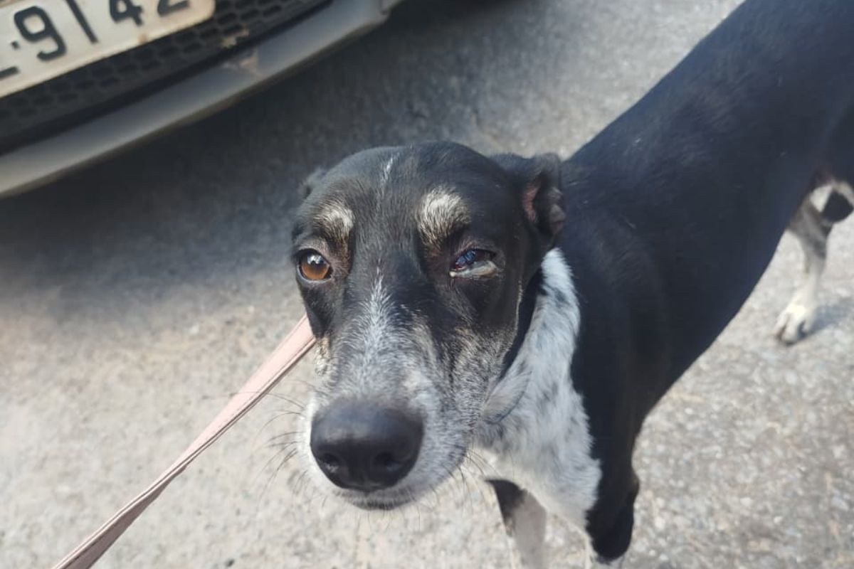 Cadela resgatada apresentava diversas lesões recentes no corpo, indicando sinais de agressão