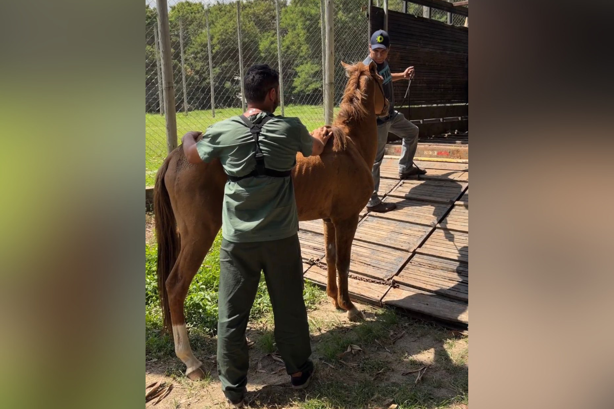Animal será encaminhado para a sede da Secretaria Adjunta de Proteção Animal