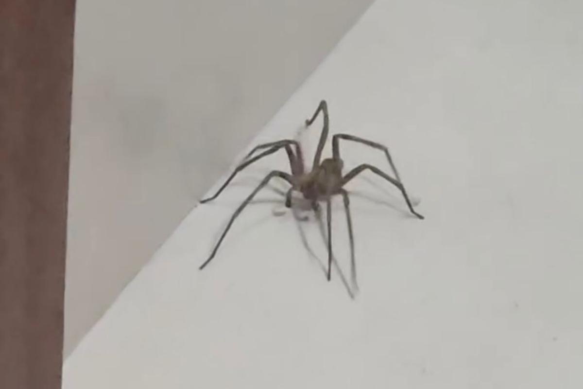 Bombeiros estiveram no local, capturaram a aranha e a soltaram em uma área de mata