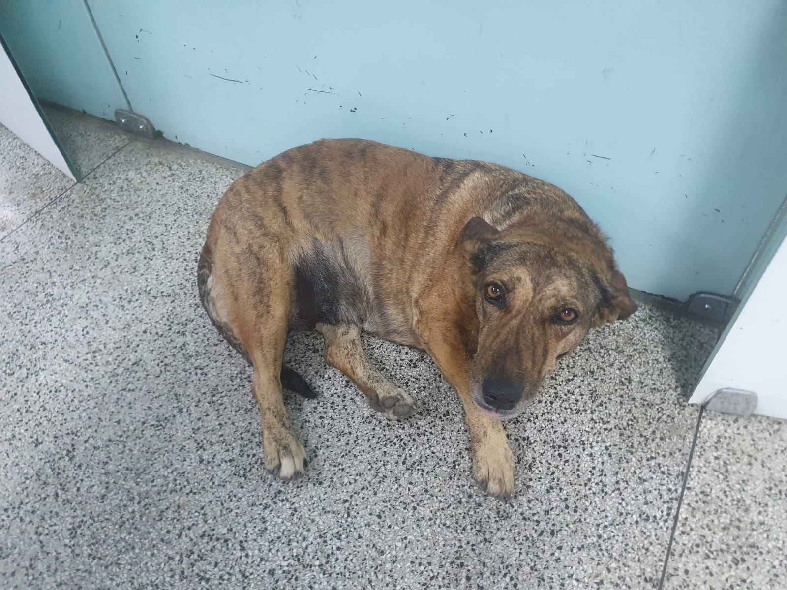 Bolota viveu cerca de oito anos cuidada por protetores