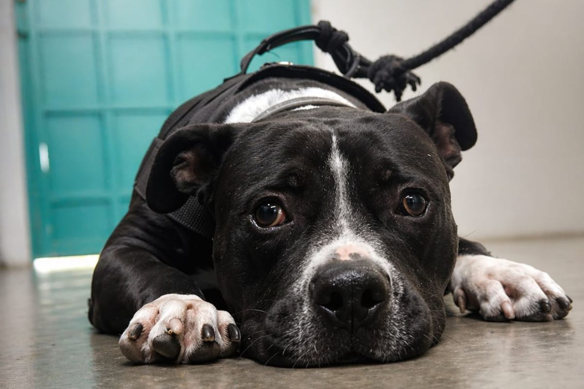 Animais disponíveis passaram por avaliação veterinária e estão aptos para convivência em ambiente familiar