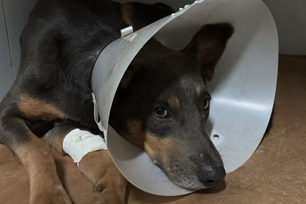 Varlei será colocado para adoção assim que se recuperar da cirurgia 