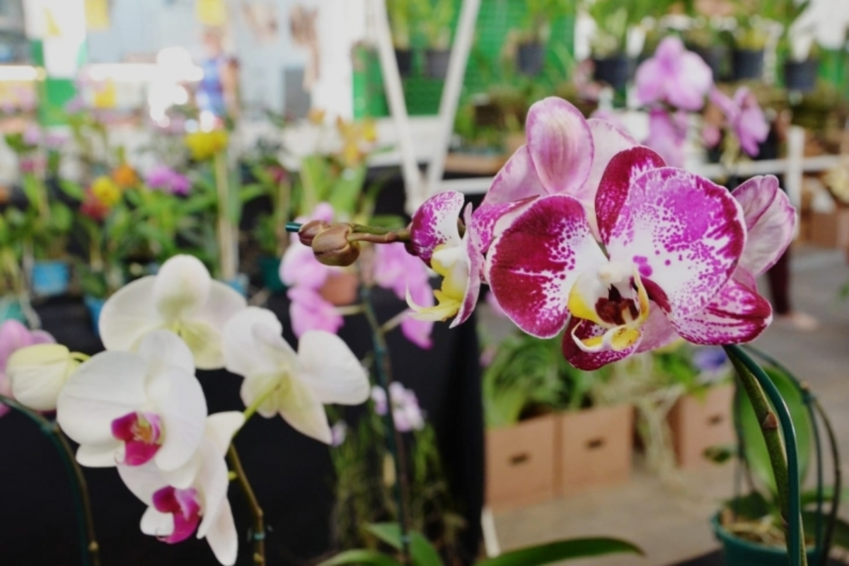 Público poderá apreciar flores e aprender sobre manejo 