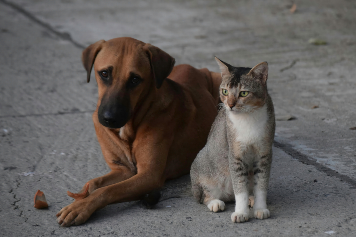 Animais adultos e filhotes estarão disponíveis no evento deste fim de semana