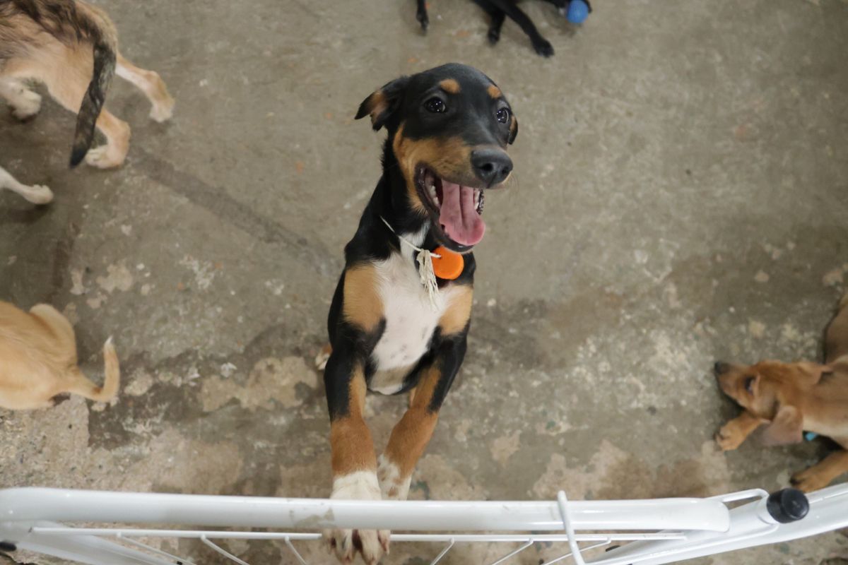 Na ação, serão ouvidas demandas e sugestões para o aprimoramento das políticas públicas na área