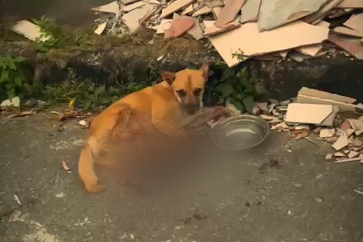 Animal foi resgatado por equipes da Sepa, na rua Professora Filomena, no bairro Betim Industrial, em Betim, nesta segunda-feira (25) 