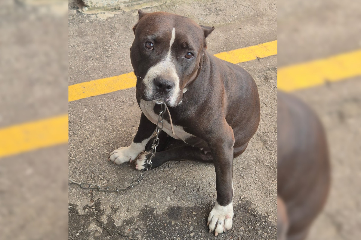 Castrada e vacinada, Zara tem 3 anos e, segundo funcionários, é uma cadela dócil