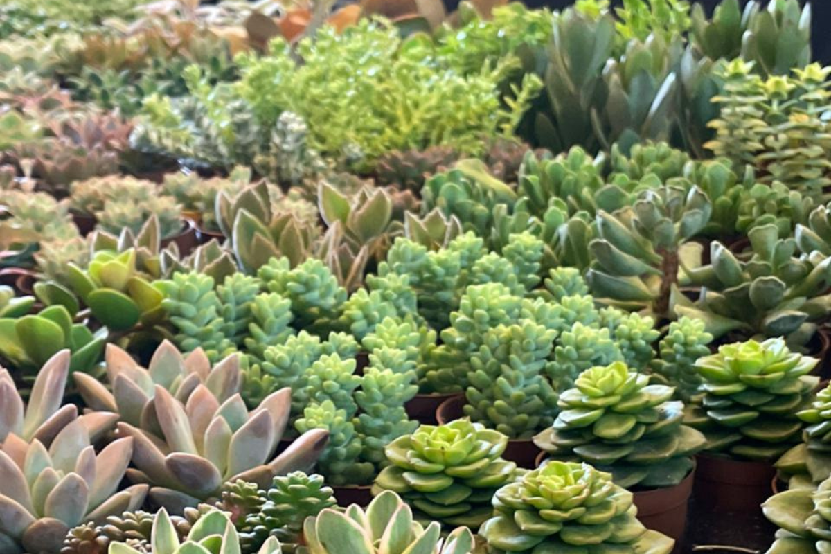Feira reúne pequenas suculentas e cactos de fácil manutenção até elegantes bonsais e folhagens