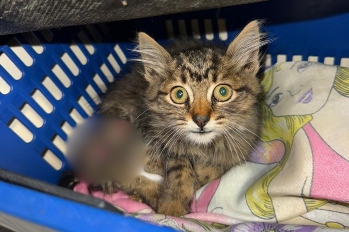 Suspeita é de que o animal tenha sido lançado no bueiro de forma proposital