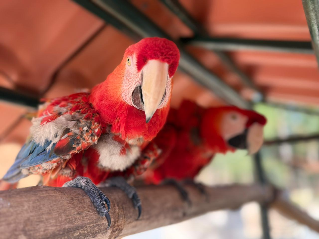 Animais que não apresentam condições de retornar à natureza permanecem no refúgio
