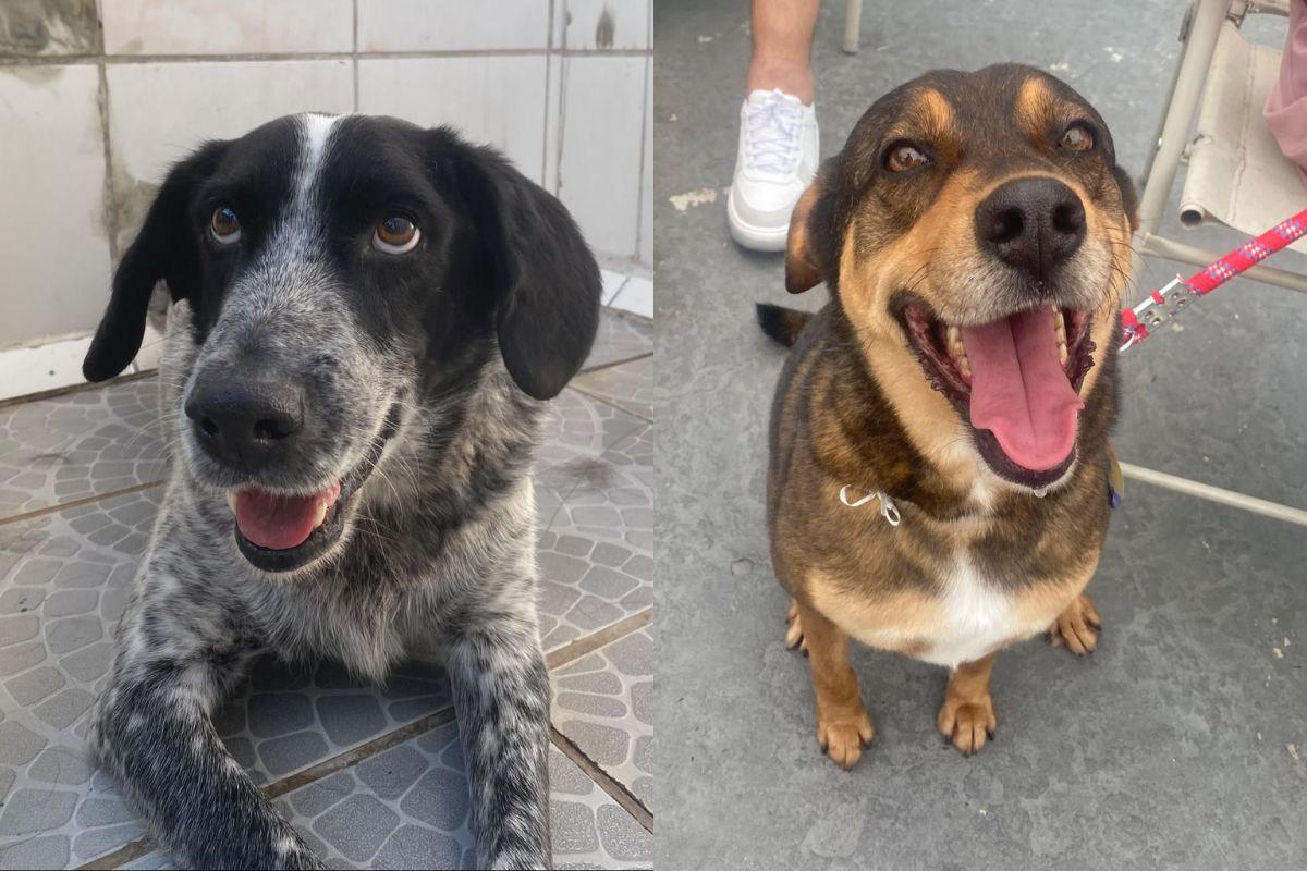 Todos os animais já foram castrados, vermifugados, receberam atendimento veterinário e estão em boas condições de saúde