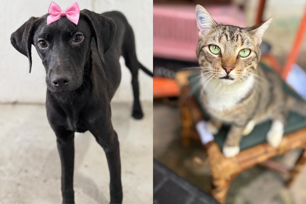 Animais disponíveis já estão vacinados, vermifugados e microchipados; adultos foram castrados, e filhotes terão o procedimento garantido pela Sepa