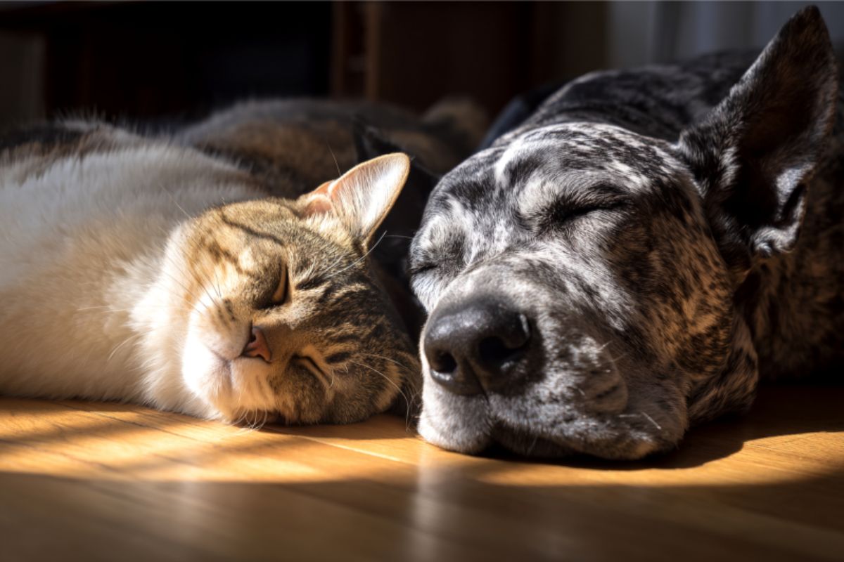 Ao todo, serão 35 animais disponíveis para a adoção