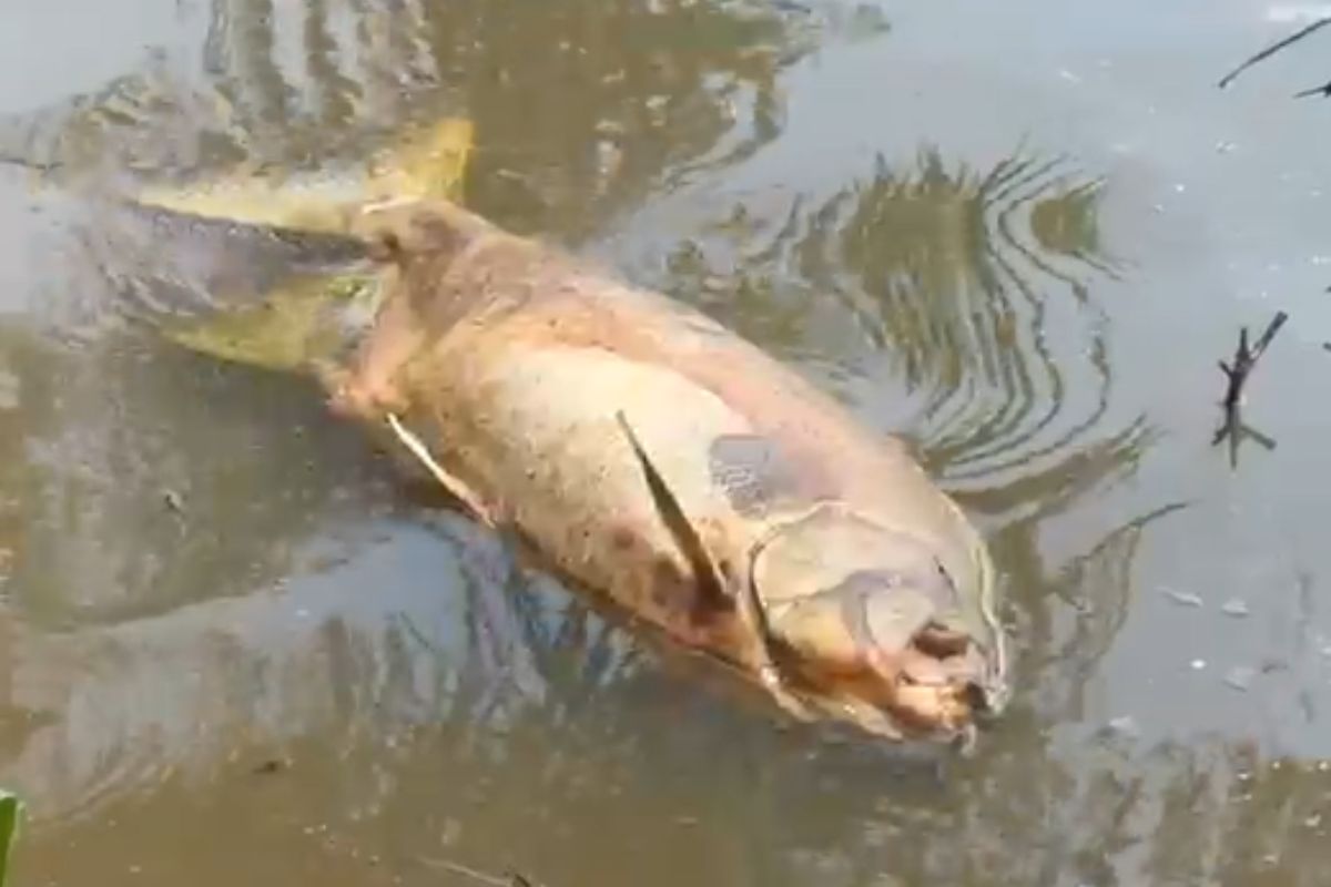 Peixes foram encontrados mortos em um lago localizado depois do ponto onde o óleo teria atingido a água 
