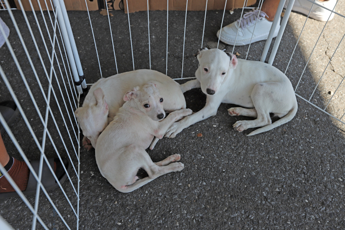 Animais disponíveis já estão vacinados, castrados e microchipados
