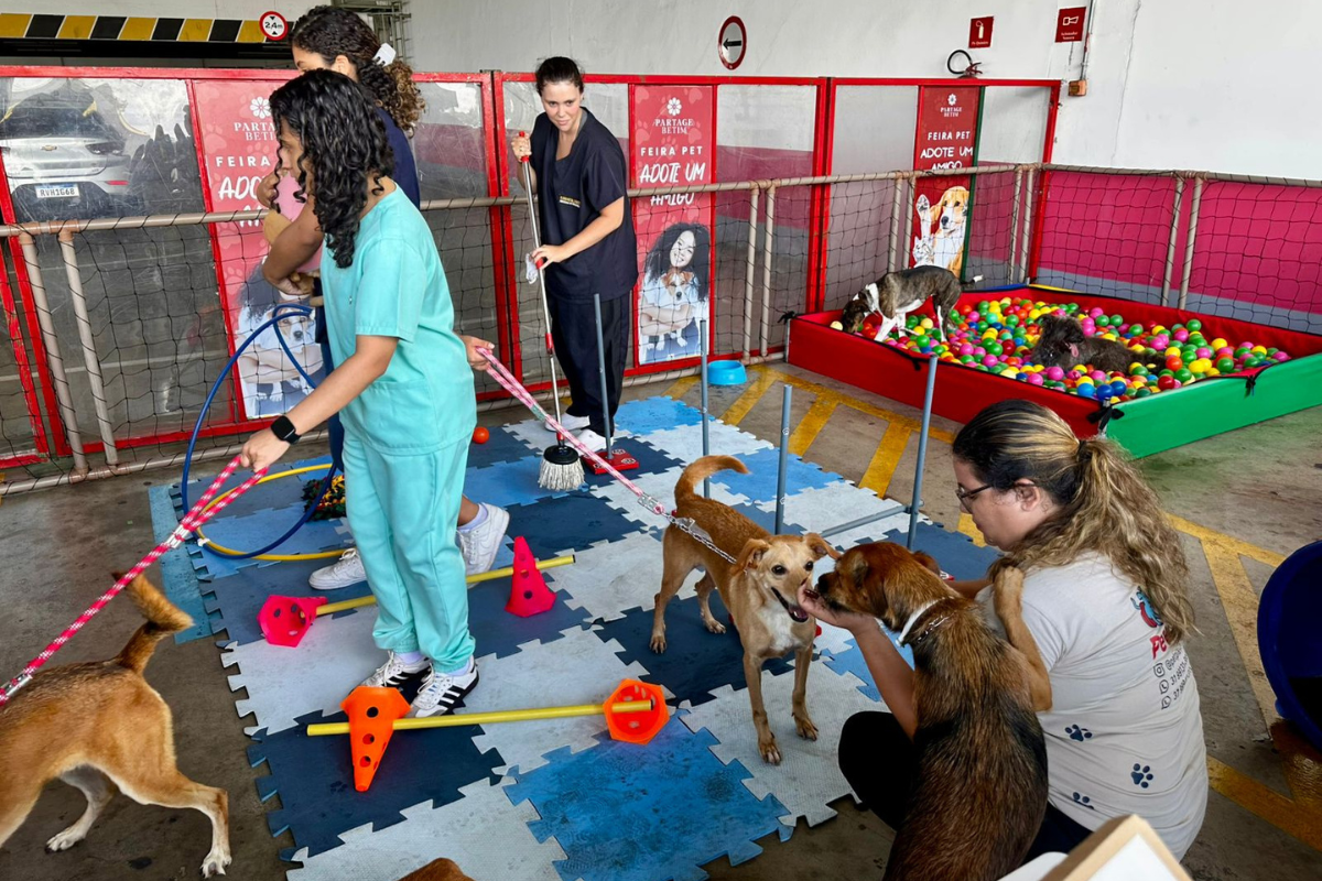 Todos os pets foram resgatados das ruas, avaliados por médicos veterinários, castrados, vacinados e vermifugados