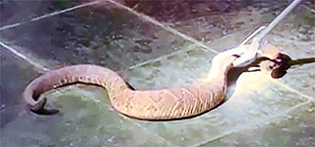 Esta serpente estava no quintal de uma casa, também no Arquipélago Verde. Apesar do susto, não houve nenhum incidente.