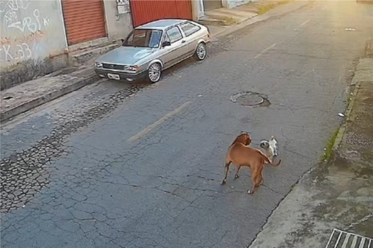 Espirro foi atacado ao tentar brincar com pitbull 