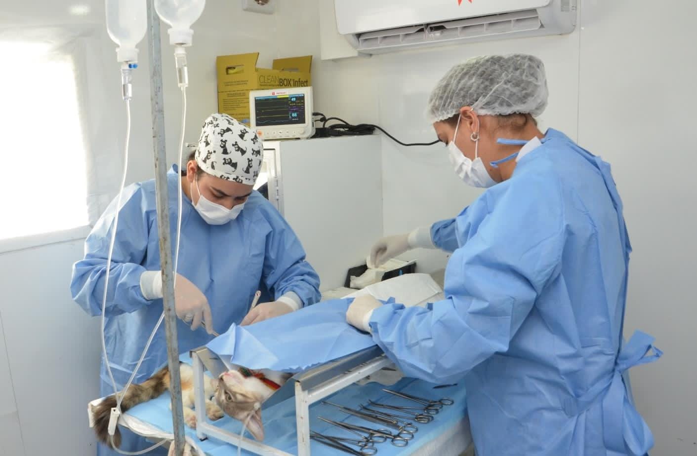 Para agendar a castração dos animais, o tutor deve entrar em contato com a Superintendência de Proteção Animal (Sepa)