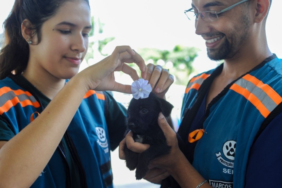  Tutores interessados terão à disposição 15 cães e gatos