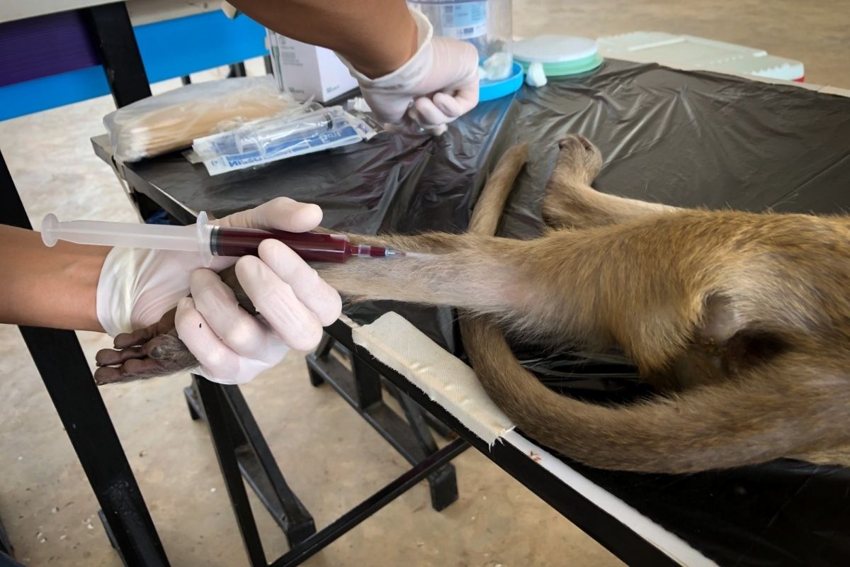 Criação dos bancos poderá contar com o apoio de convênios com hospitais veterinários e clínicas