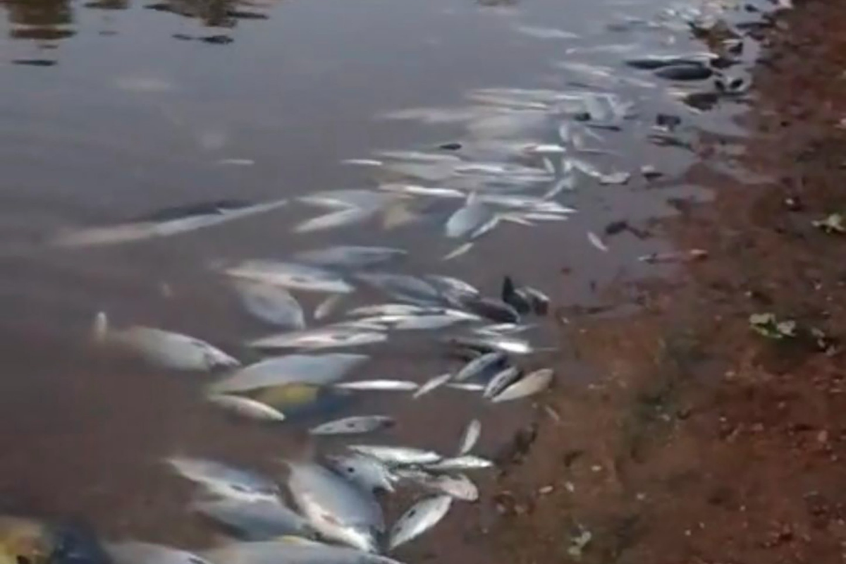 Comitê informou que 6.000 peixes mortos foram recolhidos no trecho do rio entre Betim e Esmeraldas
