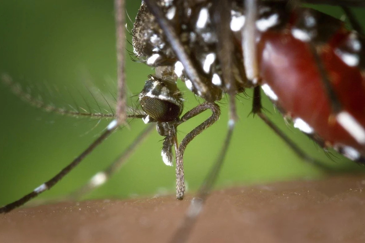 Último relatório do LIRAa aponta que o município tem médio risco de infestação da dengue